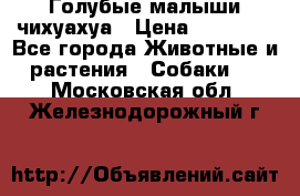 Голубые малыши чихуахуа › Цена ­ 25 000 - Все города Животные и растения » Собаки   . Московская обл.,Железнодорожный г.